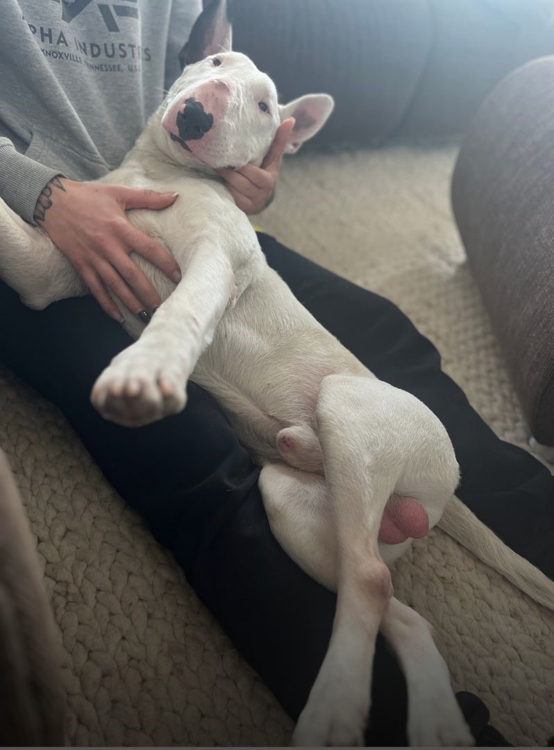 Hund der zufrieden in den Armen des Besitzers liegt