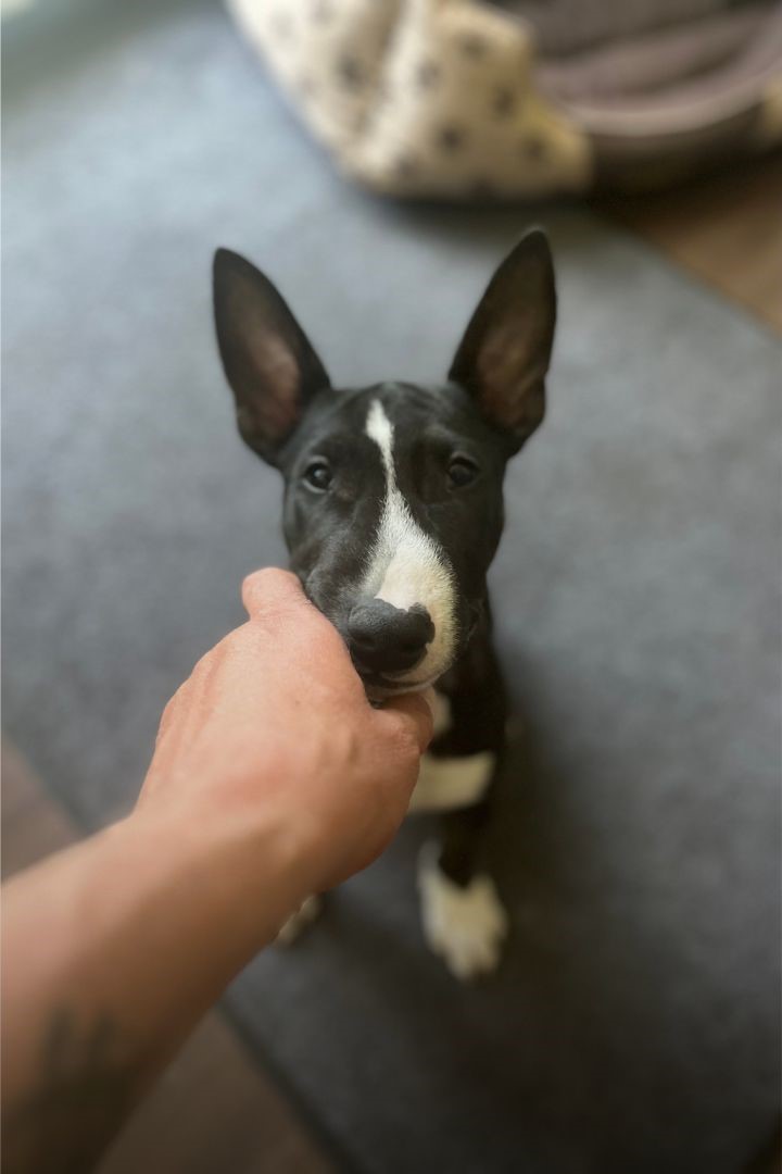 Ein kleiner Bullterrier-Welpe mit schwarz-weißem Fell schaut liebevoll nach oben, während er sanft an einer Hand schnuppert.