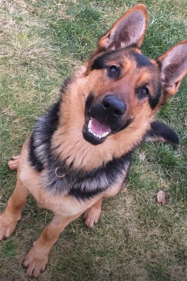 Ein fröhlicher Deutscher Schäferhund sitzt auf einer Wiese und blickt neugierig mit leicht geneigtem Kopf in die Kamera.