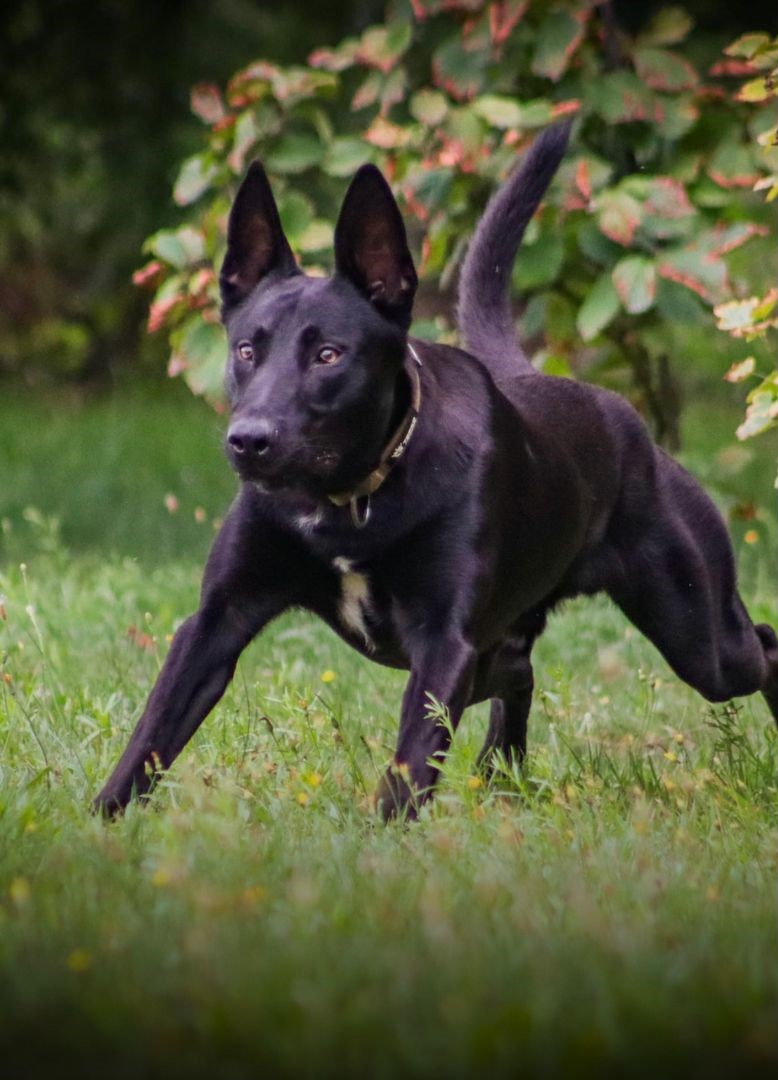 Ein schwarzer Hund rennt aufmerksam über eine Wiese, umgeben von grüner Vegetation.