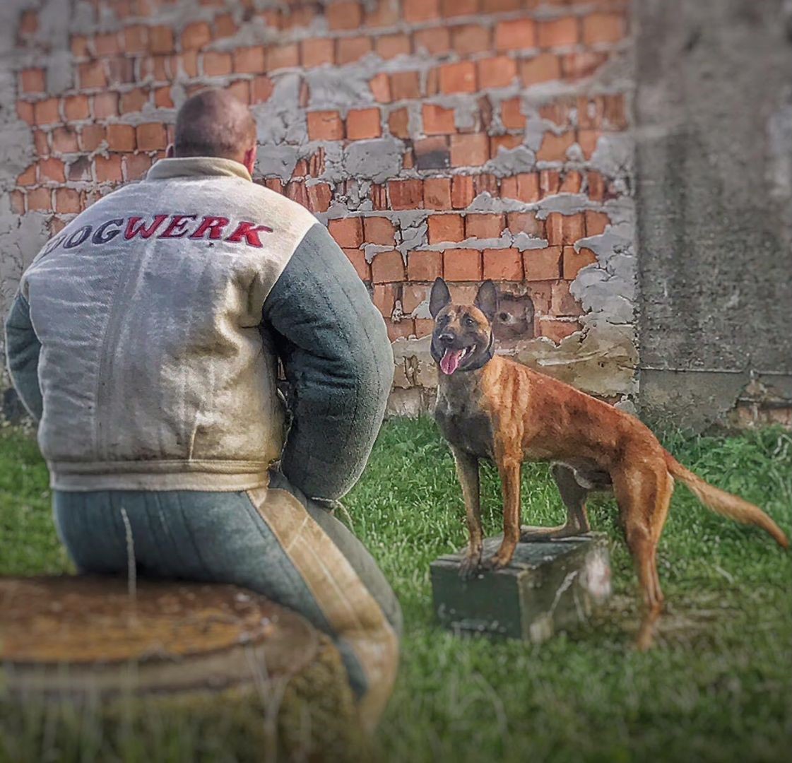 Ein Hundetrainer im Schutzanzug mit DOGWERK-Aufschrift sitzt vor einem belgischen Schäferhund vor einer Ziegelmauer.