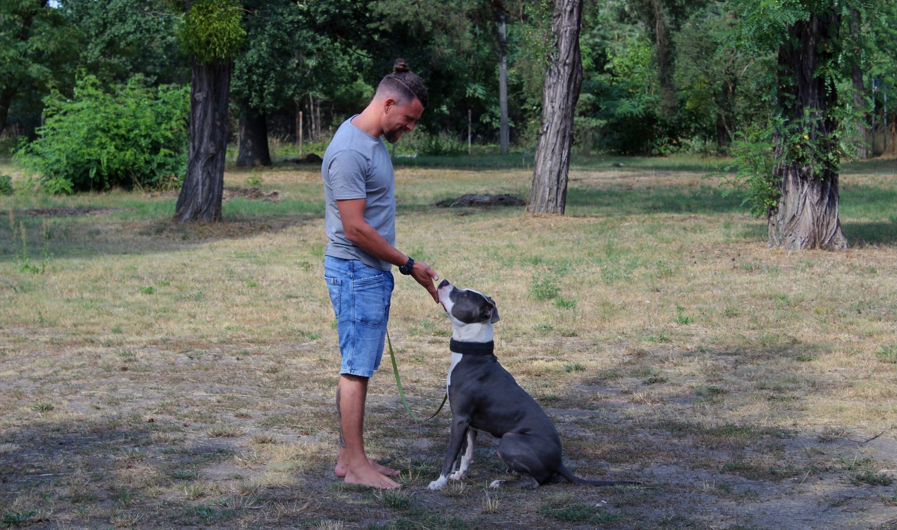 Der Inhaber des Hundezentrums DOGWERK hält sanft den Mund eines sitzenden, grauen Hundes.